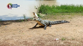 La visite guidée a commencé dans un espace clôturé où sont exposées plusieurs statues qui résument l’histoire des crocodiles sacrés de Sabou, dans la province du Boulkiendé, région du Centre-Ouest. Cette histoire remonte à une époque très lointaine que le guide Joel Lamoussa Kaboré dit ne pas être à mesure de situer dans le temps. Toutefois, il connait bien de choses de cette histoire.