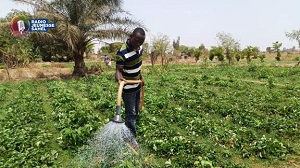 7 avril 2023, Ouagadougou. Nous avons rendez-vous avec Josias Sankara, un jeune jardinier qui cultive des fraises au quartier Pissy, dans le 6e arrondissement. Il est 11h sonnantes, le soleil est déjà au rendez-vous. Entre bruit de motopompes qui remontent l’eau du puits pour arroser les plantes et les coups de pioches et autres matériels de travail, Josias et son employé Fulbert sont à pied d’œuvre. Ici, des centaines de jardiniers exploitent un vaste espace pour diverses cultures : tomates, concombres, choux, carottes, laitue, gombo… Josias Sankara, en plus des fraises, cultive également des légumes