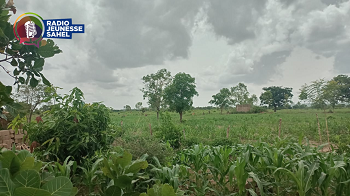 Le Mali est traditionnellement un pays où l’agriculture et l’élevage ont très longtemps été biologiques et respectueuses de l’environnement. De nos jours, la course vers la rentabilité pousse beaucoup de producteurs agricoles à abuser des produits chimiques qui sont nuisibles à la santé à la longue. Ces pratiques agroécologiques longtemps abandonnées refont surface avec la nouvelle génération.