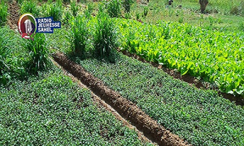 Au bord du fleuve Niger, les jeunes travaillent. Certains pratiquent le maraîchage après la fin de la saison pluvieuse, d’autres la pêche. Ces activités constituent des sources de revenus pour eux en leur permettant de subvenir à leurs besoins.